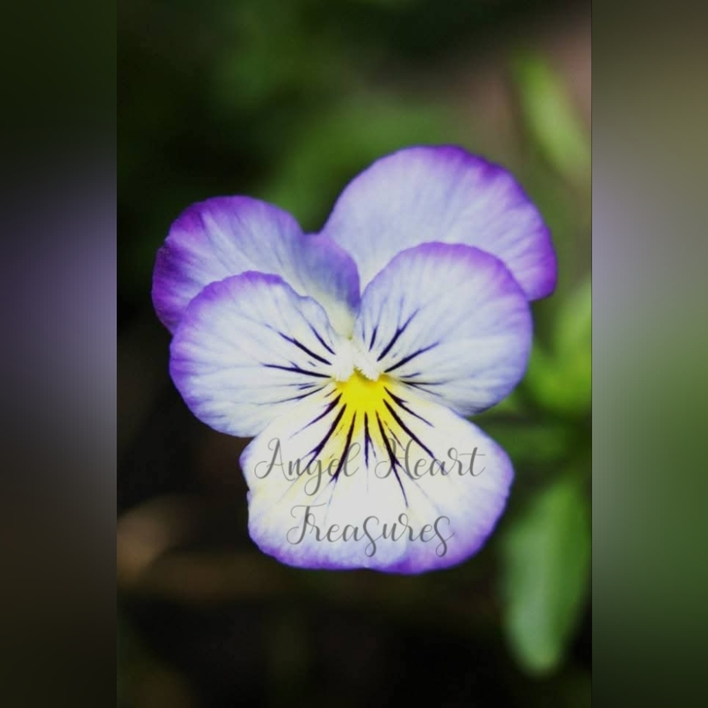 5x7 Original Photography Of Purple & White Pansy Flower Bloom Photo Print